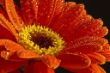 IMG_0025a.jpg